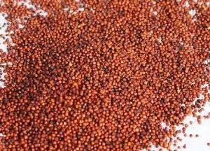 Read more about the article नाचणी (Finger millet)