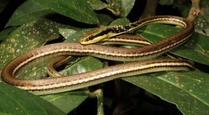 Read more about the article नानेटी (Bronze back tree snake)