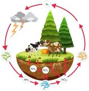 Read more about the article नायट्रोजन चक्र (Nitrogen cycle)