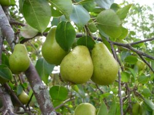 Read more about the article नासपती (Pear)