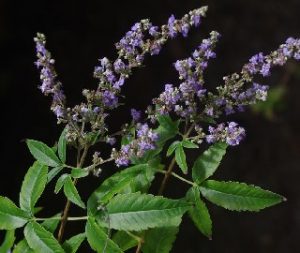 Read more about the article निर्गुडी (Indian privet)