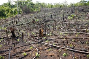 Read more about the article निर्वनीकरण (Deforestation)
