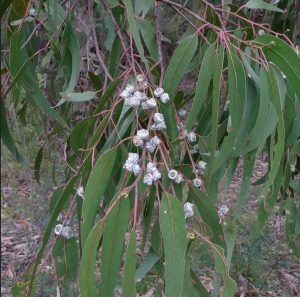 निलगिरी (Eucalyptus)