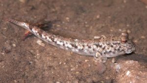 Read more about the article निवटी (Mudskipper)
