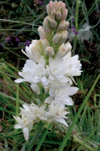 Read more about the article निशिगंध (Tuberose)