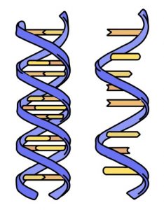 Read more about the article न्यूक्लिइक आम्ले (Nucleic acids)