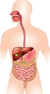 पचन संस्था (Digestive System)