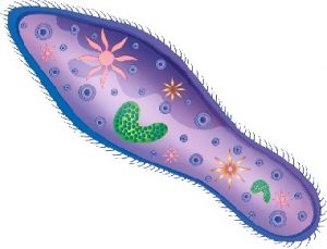Read more about the article पॅरामिशियम (Paramecium)