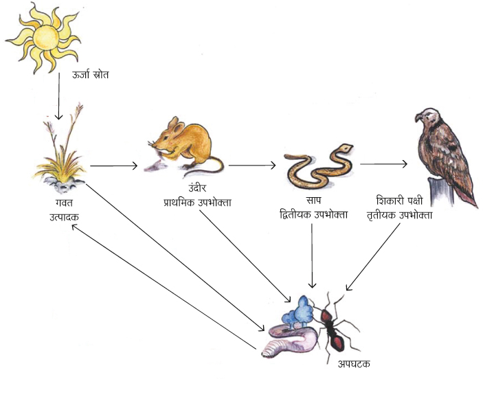 Food Cycle chart