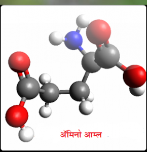Read more about the article अ‍ॅमिनो आम्ले (Amino acids)
