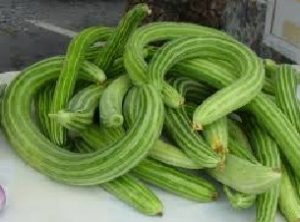 टरकाकडी (Snake cucumber)