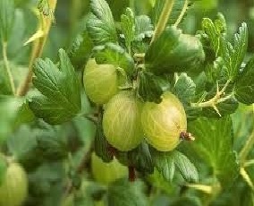 Read more about the article गूजबेरी (Gooseberry)