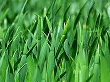 Read more about the article गवत (Grass)