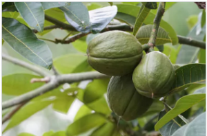 अडुळसा (Malabar nut tree)