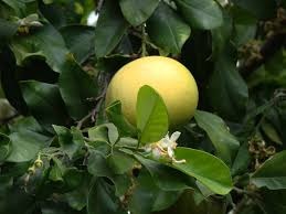 Read more about the article पपनस (Shadok / Pomelo)