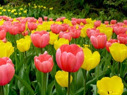 Read more about the article ट्यूलिप (Tulip)