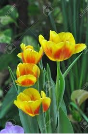 Read more about the article ट्यूलिप (Tulip)