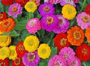 Read more about the article झिनिया (Zinnia)