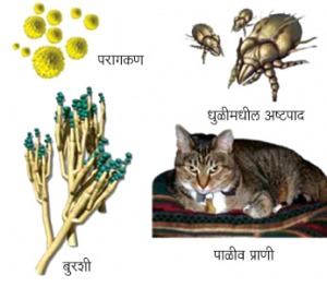 Read more about the article अधिहर्षता (Allergy)