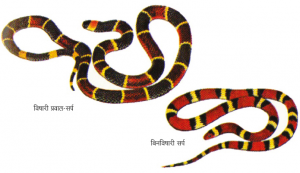 Read more about the article अनुकारिता (Mimicry)