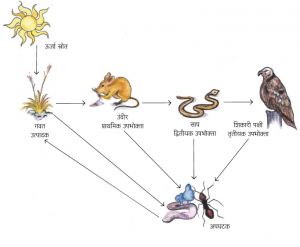 Read more about the article अन्नसाखळी (Food chain)