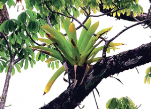 Read more about the article अपिवनस्पती (Epiphyte)