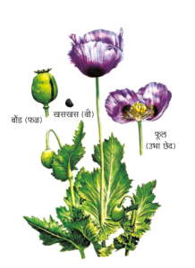 Read more about the article अफू (Opium)