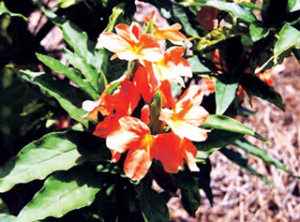 अबोली (Fire-cracker flower)