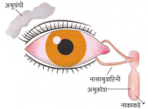 Read more about the article अश्रुग्रंथी (Lachrymal glands)