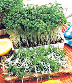 Read more about the article अहाळीव (Garden cress)