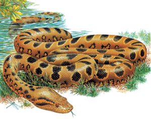 Read more about the article अ‍ॅनॅकाँडा (Anaconda)