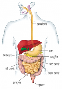 Read more about the article आंत्र (Intestine)