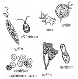 आदिजीव संघ (Protozoa)