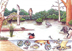 आर्द्रभूमी परिसंस्था (Wetland ecosystem)