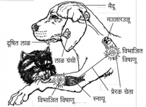 Read more about the article आलर्क रोग (Rabies)