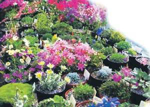 Read more about the article आल्पीय वनस्पती (Alpine plants)