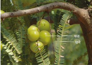 Read more about the article आवळी (Indian gooseberry)