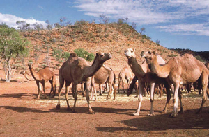 Read more about the article उंट (Camel)
