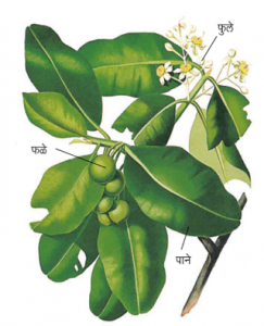 Read more about the article उंडी (Alexandrian laurel)