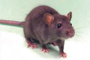 उंदीर (Mouse, Rat)