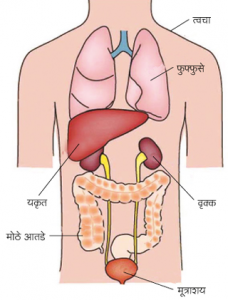 Read more about the article उत्सर्जन (Excretion)