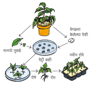 Read more about the article ऊती संवर्धन (Tissue culture)