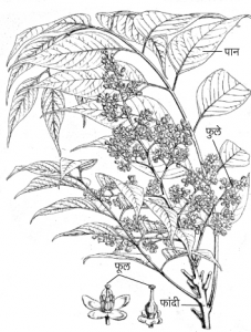 Read more about the article ऐन (Laurel)