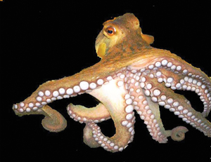 ऑक्टोपस (Octopus)