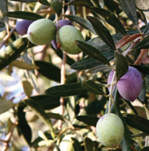Read more about the article ऑलिव्ह (Olive)