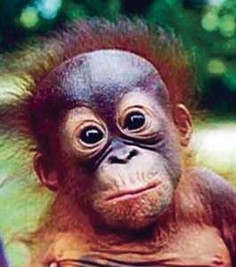 Read more about the article ओरँगउटान (Orangutan)
