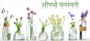 Read more about the article औषधी वनस्पती (Medicinal plants)