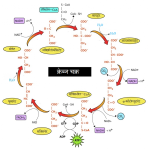 Read more about the article क्रेब्ज चक्र (Krebs cycle)