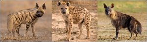 तरस (Hyena)