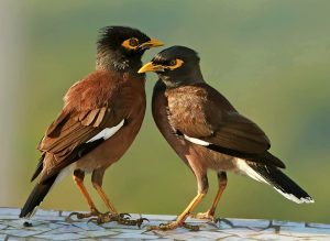 Read more about the article साळुंकी (common myna; Indian myna)